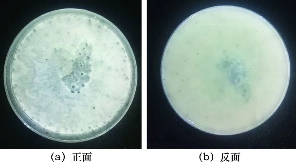 菌落形态